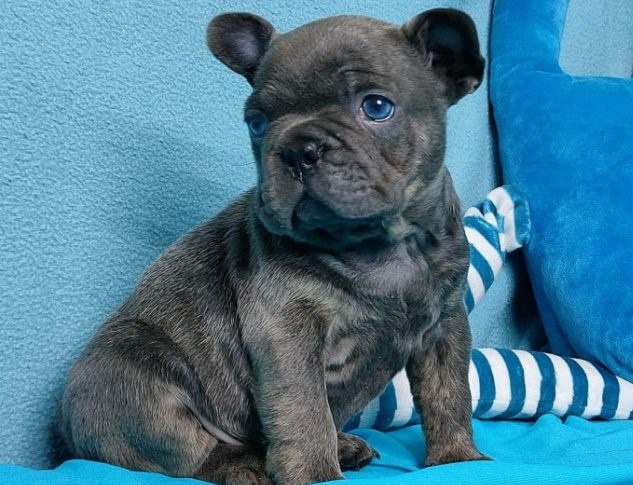 Adorable French bulldog Puppies For Sale