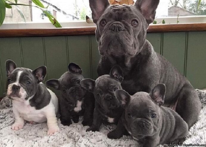 MALE AND FEMALE FRENCH BULLDOG PUPPY FOR SALE
