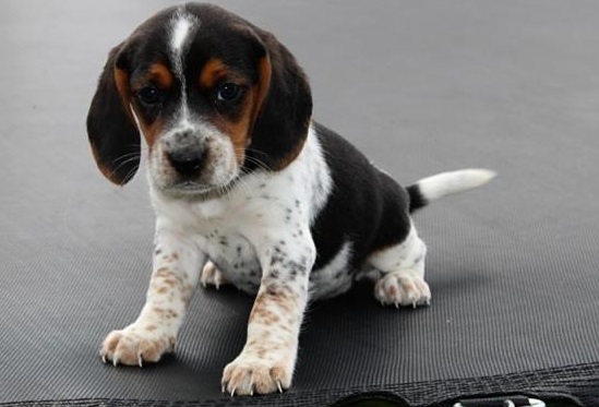 Beautiful Males And Females Beagle Puppies For Sale