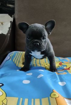 Buy French BullDogs Online