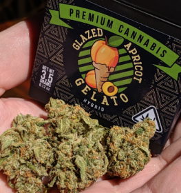 Glazed-Apricot-Gelato-strain