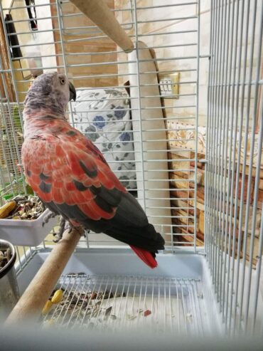 Red factor african grey for sale near me,tamed Red factor african for sale,Red factor african breeder
