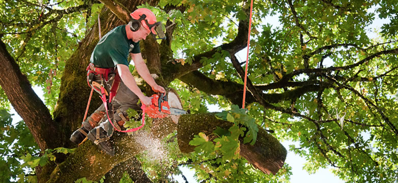 Mandeville Tree Removal | Acadian Tree and Stump Removal Service