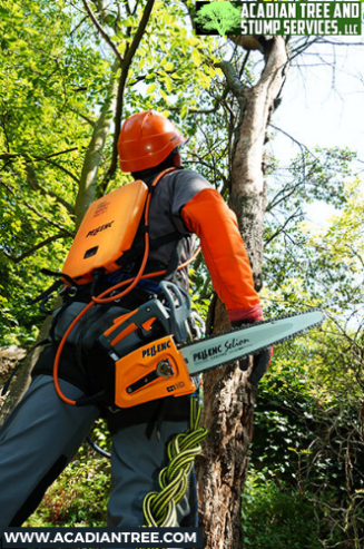 Bay St. Louis Tree Removal | Acadian Tree and Stump Removal Service