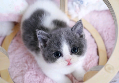 Munchkin-cats-for-sale