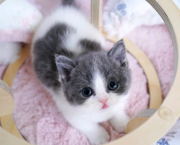 munchkin kittens for sale