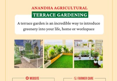 Terrace-Gardening-Provider-in-Tamilnadu