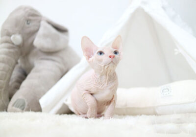 sphynx-cats-for-sale
