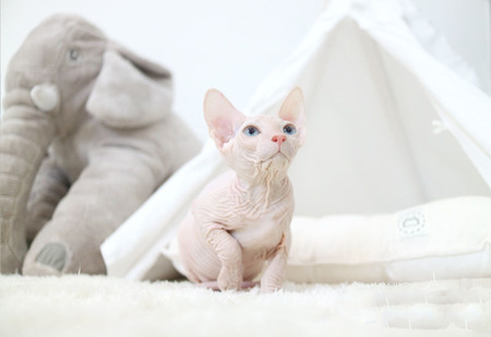 Sphynx Cats for Adoption