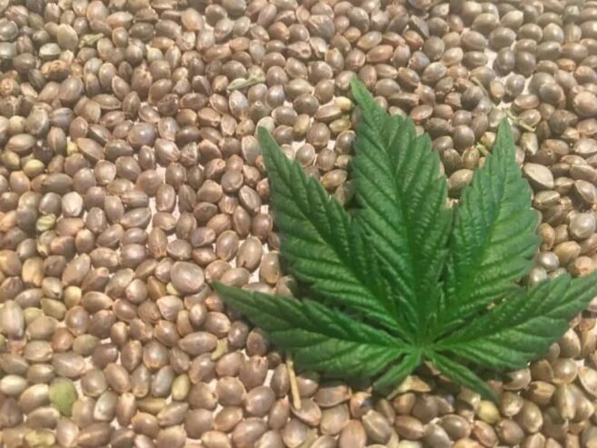 Buy bulk cannabis seeds online