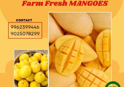 YUMMY-FARM-FRESH-MANGOES