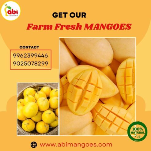 Top Quality Fresh Mangoes from ABI Mangoes