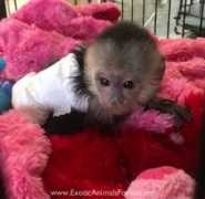 Diaper Trained Baby Capuchin Monkeys