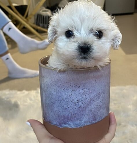 Mini French Bulldog For Sale