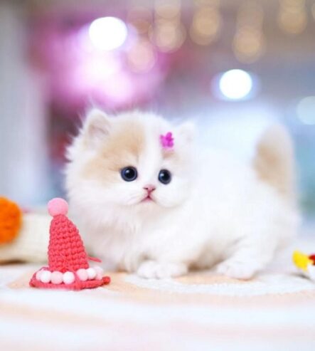 Munchkin Cat for Sale