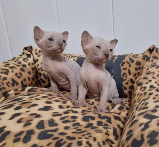 Beautiful Sphynx Kittens available