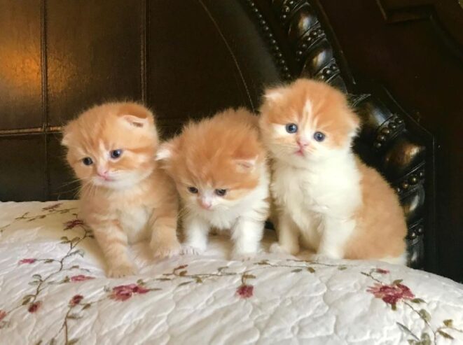 Scottish fold kittens for sale