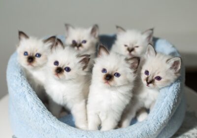 birman-kittens_Borkin-Vadim-Shutterstock