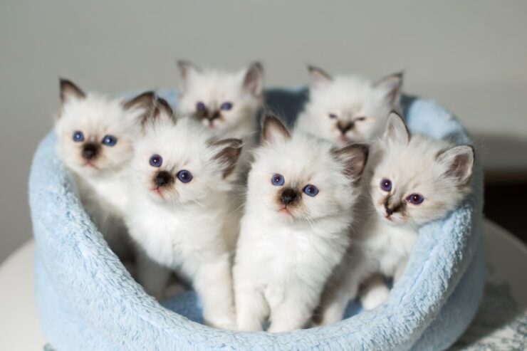 Birman Kittens For Sale