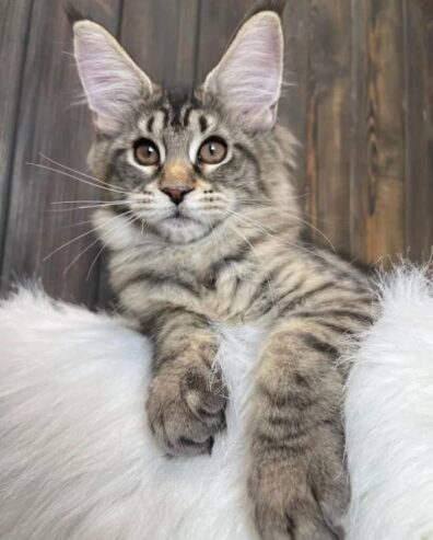 Healthy Maine Coon Kittens For adoption and Rehoming