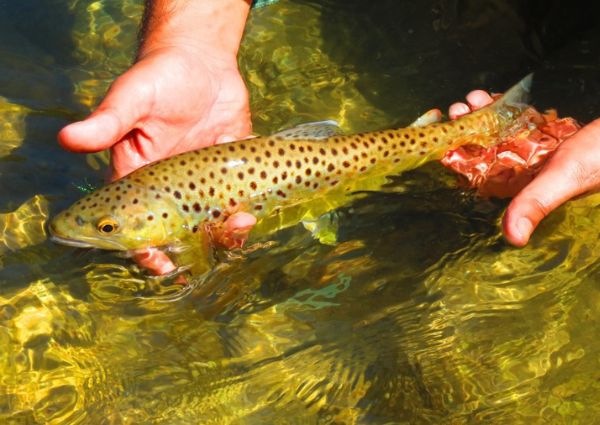 Himalayan Golden Mahseer Fishing