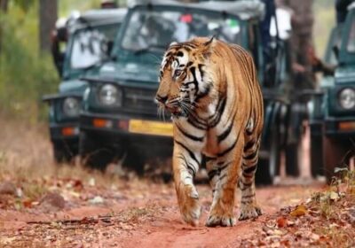 ranthambore-wildlife