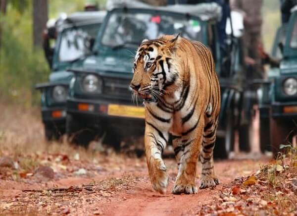 How do I choose the best wildlife tours in India?