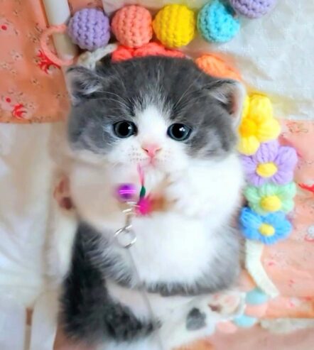 Munchkin cat for sale