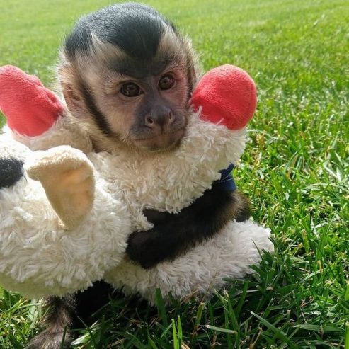 Male and Female Capuchin Monkeys For Adoption