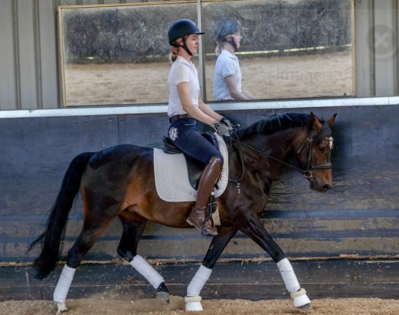 14hh 7 year old Part welsh B (registered WPCSA) Sire: Owendale Jordan Dam: Goldview Wilhelamina (x Radnor Wattle)