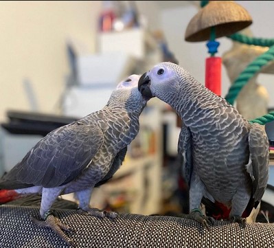 Talking Male and Female African Grey Parrots For Sale/Macaw/Cockatoo